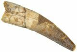 Fossil Spinosaurus Tooth - Real Dinosaur Tooth #296572-1